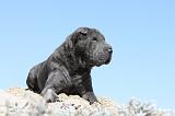 SHAR-PEI 588